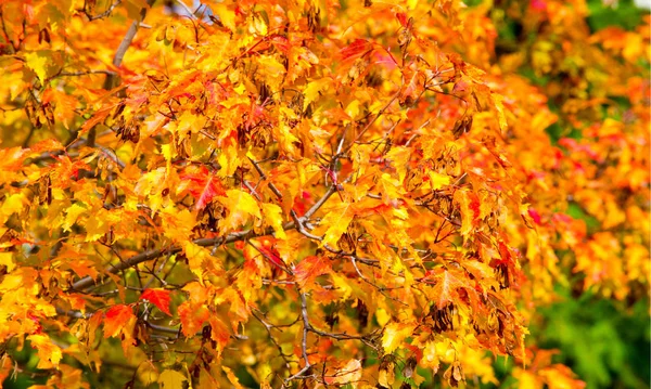 Herbstlandschaft der Fotografie, Ahornbaum oder Strauch mit gelappten — Stockfoto