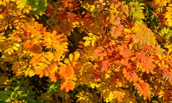 Herbstlandschaftsfotografie, Eberesche in voller Schönheit, illum — Stockfoto