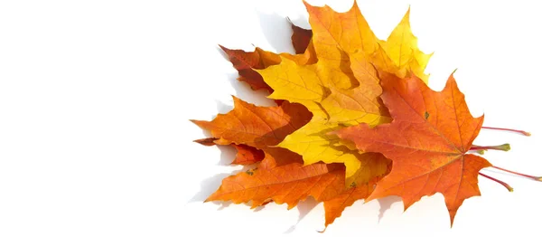 질감 배경, 패턴. 가을에는 화려 한 단풍나무 잎이 나옵니다. 단풍나무 — 스톡 사진