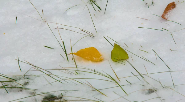 첫 번째 눈, 늦은 가을, 눈에 단풍. 강 설 — 스톡 사진