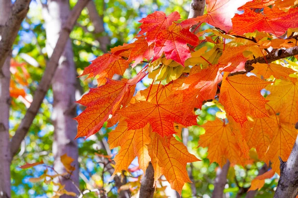 Autumn landscape, Autumn leaves with the blue sky background, Ye — Stock Photo, Image