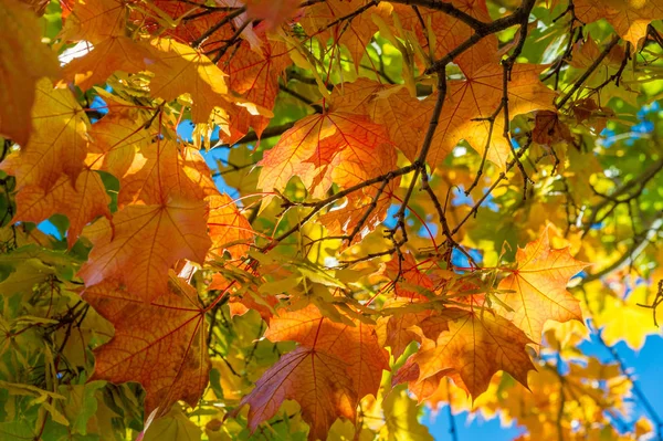 Paysage d'automne, Feuilles d'automne avec le fond bleu ciel, Ye — Photo