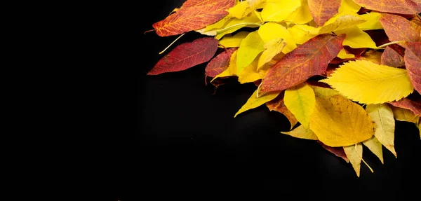 秋天的摄影，枫叶在黑色的背景上， — 图库照片