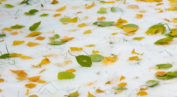 A primeira neve, no final do outono, folhas de outono na neve. queda de neve — Fotografia de Stock