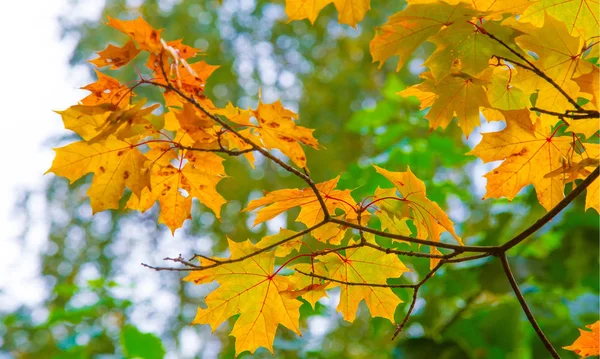 Pemandangan musim gugur fotografi, pohon Maple atau semak dengan lobed — Stok Foto