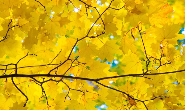 Herbstlandschaft der Fotografie, Ahornbaum oder Strauch mit gelappten — Stockfoto