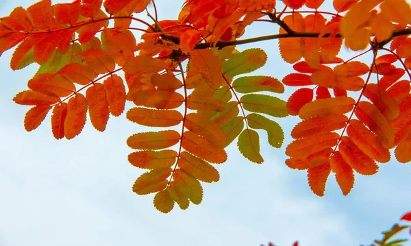 Herbstlandschaftsfotografie, Eberesche in voller Schönheit, illum — Stockfoto