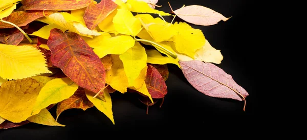 Autumn photography, maple leaves on a black background, place fo — Stock Photo, Image