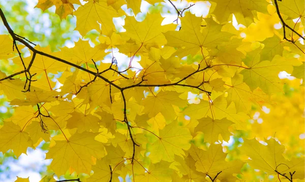 Paesaggio autunnale di fotografia, acero o arbusto con lobo — Foto Stock