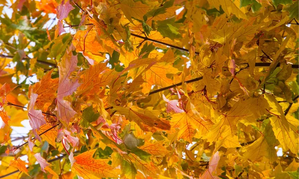 Herbstlandschaft der Fotografie, Ahornbaum oder Strauch mit gelappten — Stockfoto