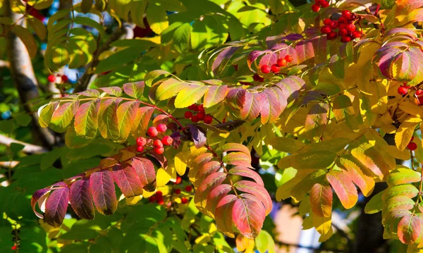 Herbstlandschaftsfotografie, Eberesche in voller Schönheit, illum — Stockfoto