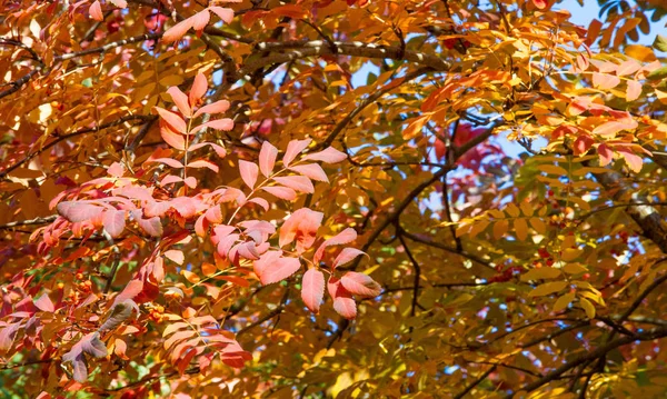 Sonbahar manzara fotoğrafçılığı, tam güzellikte dağ külleri, illum — Stok fotoğraf