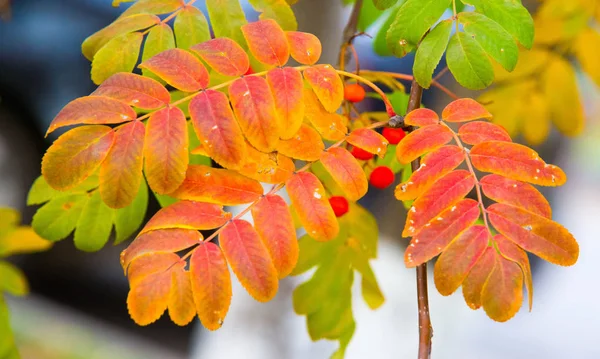 Herfst landschap fotografie, berg as in volle schoonheid, illum — Stockfoto