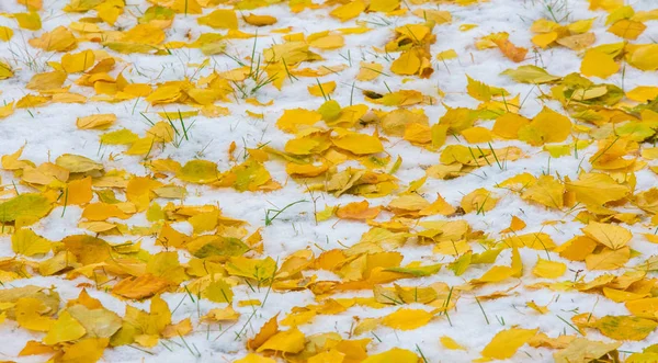 初雪，深秋，秋叶在雪上。降雪 — 图库照片