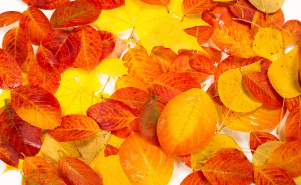 Texture, background, pattern, autumn leaves, bright saturated co — Stock Photo, Image