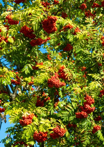 Herbstlandschaftsfotografie, Eberesche in voller Schönheit, illum — Stockfoto