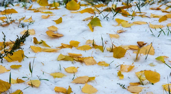 The first snow, late autumn, autumn leaves on the snow. snowfall — Stock Photo, Image