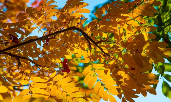 Otoño paisaje fotografía, ceniza de montaña en plena belleza, illum — Foto de Stock