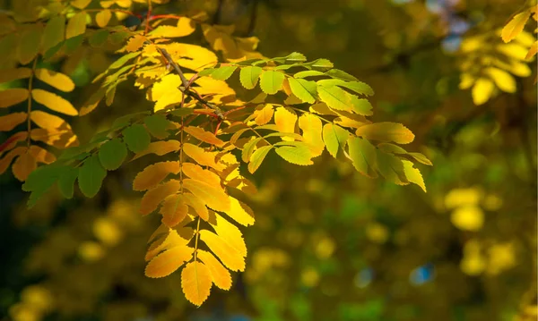가을 풍경 사진, 완전 한 아름다움의 산재, 일 럼 — 스톡 사진