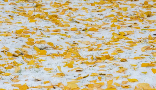 We kregen onze eerste sneeuw van het seizoen tijdens de nacht, afstoffen in — Stockfoto