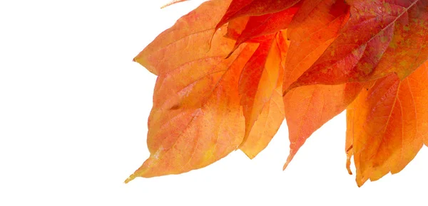 Rote und gelbe Ahornblätter auf weißem Hintergrund. wenn das Blatt — Stockfoto
