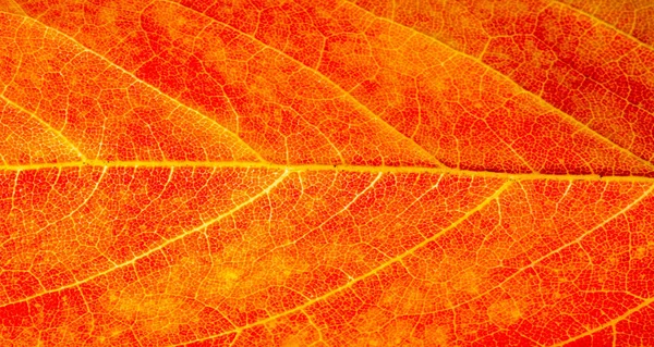 Red and yellow maple leaves on a white background. When the leav — Stock Photo, Image