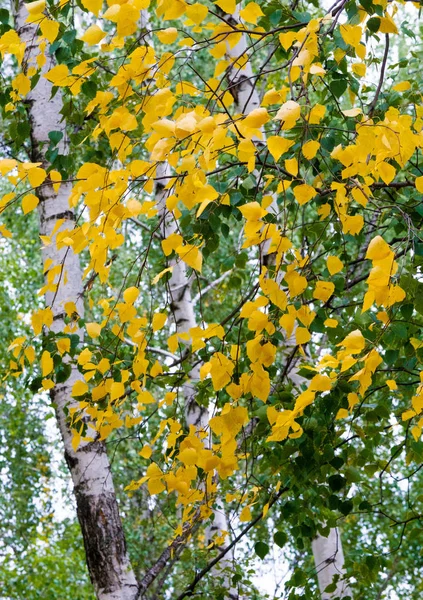 Texture, sfondo, modello, foglie autunnali, co saturo luminoso — Foto Stock