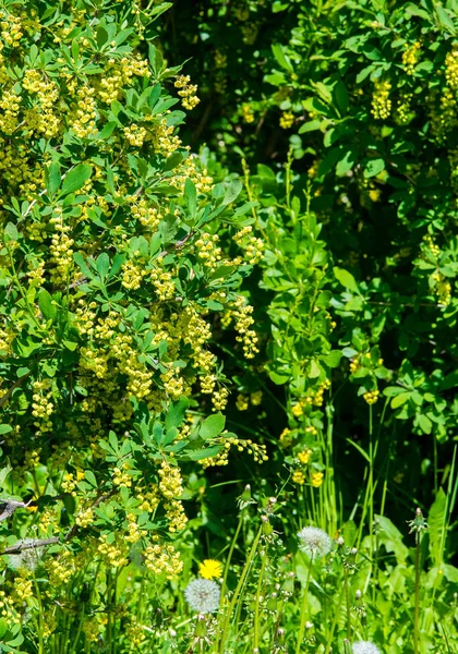 Berberis vulgaris, jagoda europejska lub po prostu barberry, jest s — Zdjęcie stockowe