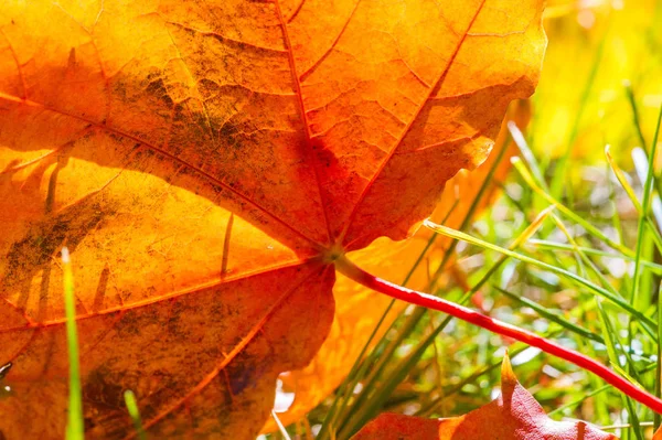 Fotografía de otoño, hojas rojo-amarillas en el césped. Esta belleza-f — Foto de Stock