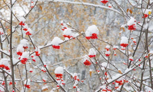 Jesienny krajobraz fotografii, pierwszy śnieg spadł na otręby — Zdjęcie stockowe