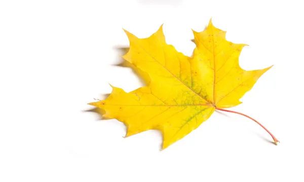 Pintura de otoño, Hojas de arce de otoño, Hoja solitaria sobre bac blanco — Foto de Stock