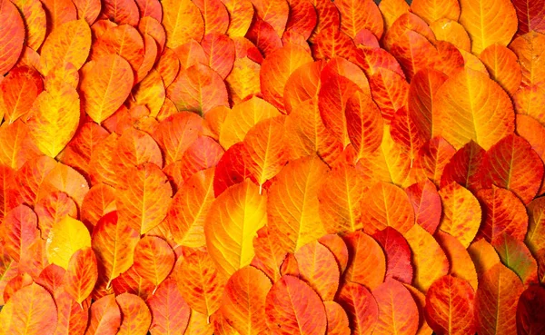 Текстура, фон, узор, осенние листья, ярко насыщенная коса — стоковое фото