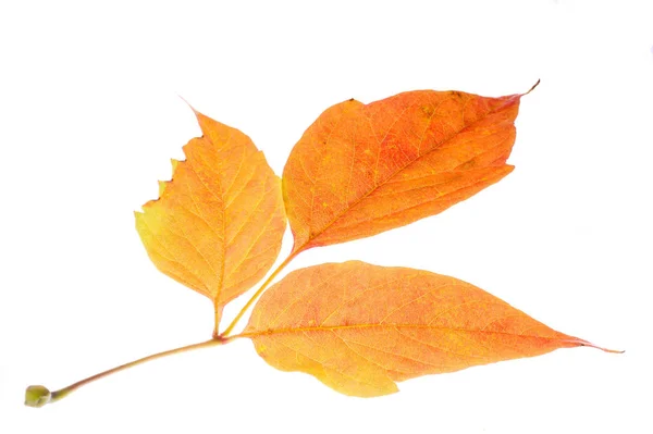 赤と黄色のカエデの葉が白い背景に残っています。リーブの場合 — ストック写真