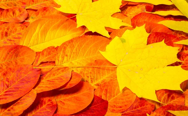 Texture, background, pattern, autumn leaves, bright saturated co — Stock Photo, Image