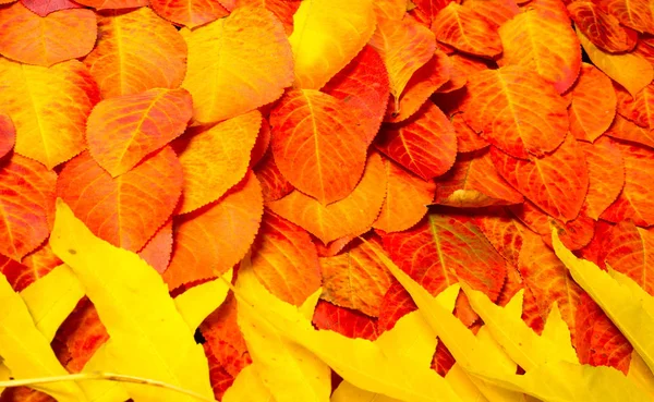 Textura, pozadí, vzorek, podzimní listí, jasně nasycený co — Stock fotografie