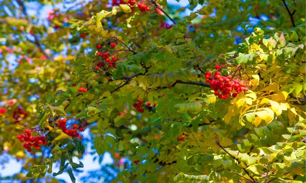 Herbstlandschaftsfotografie, Eberesche in voller Schönheit, illum — Stockfoto