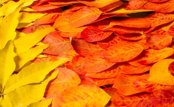 Υφή, φόντο, μοτίβο, φθινοπωρινά φύλλα, φωτεινό κορεσμένο Co — Φωτογραφία Αρχείου