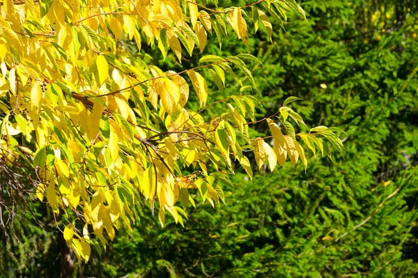 秋の風景、青空を背景にした紅葉、Ye — ストック写真