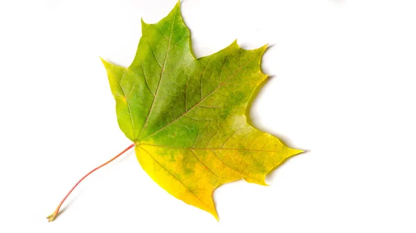 Peinture d'automne, Feuilles d'érable d'automne, Feuille solitaire sur bac blanc — Photo