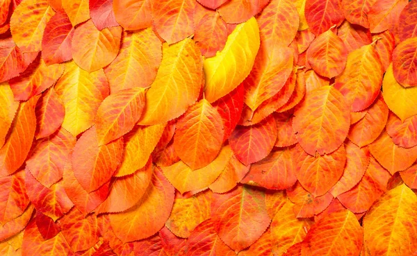 Textur, Hintergrund, Muster, Herbstblätter, hell gesättigte co — Stockfoto
