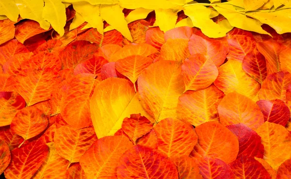 Texture, background, pattern, autumn leaves, bright saturated co — Stock Photo, Image