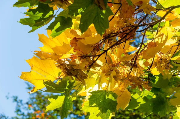 Sonbahar manzara, mavi gökyüzü arka plan ile Sonbahar yaprakları, Ye — Stok fotoğraf