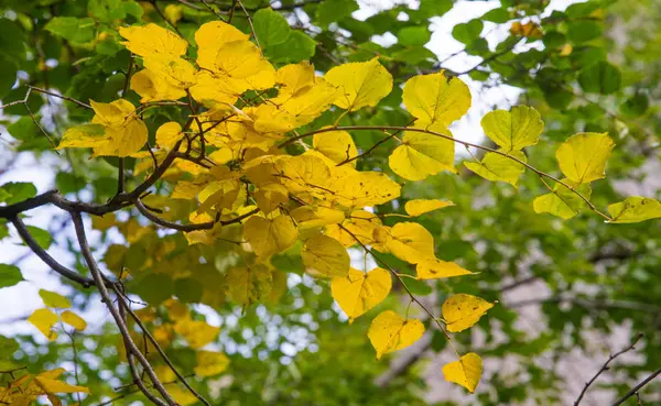 Textura, fondo, patrón, hojas de otoño, brillante saturado co —  Fotos de Stock