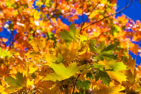 Autumn landscape, Autumn leaves with the blue sky background, Ye