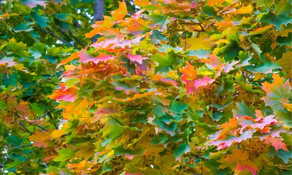 Φθινόπωρο τοπίο της φωτογραφίας, σφενδάμι δέντρο ή θάμνος με λοβά — Φωτογραφία Αρχείου