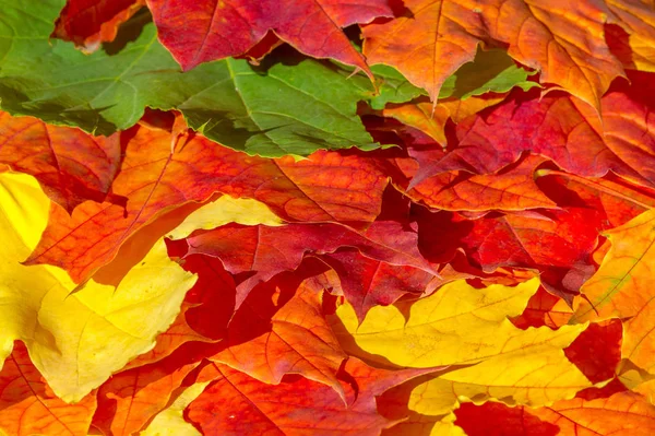 Feuilles d'érable rouges et jaunes sur fond blanc. Quand le leav — Photo