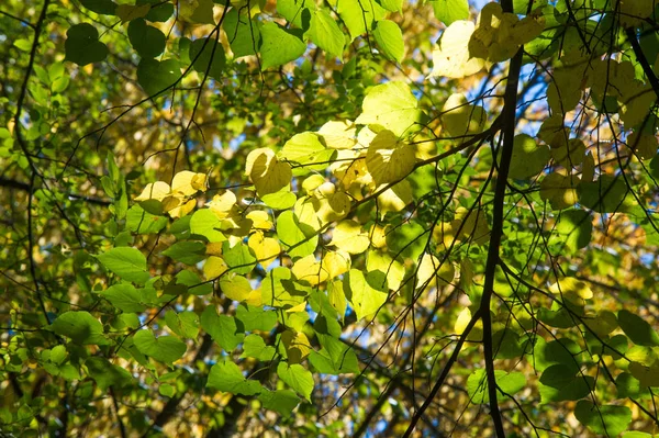 Autumn landscape, Autumn leaves with the blue sky background, Ye — Stock Photo, Image