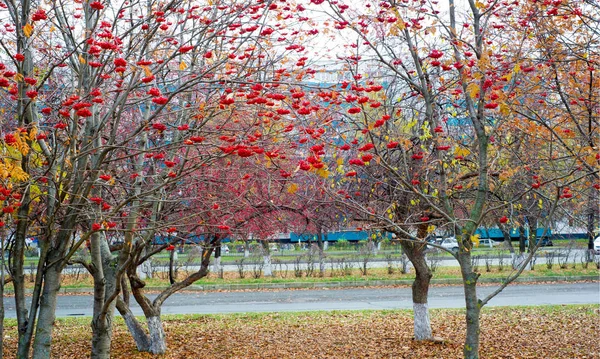 가을 풍경 사진, 완전 한 아름다움의 산재, 일 럼 — 스톡 사진