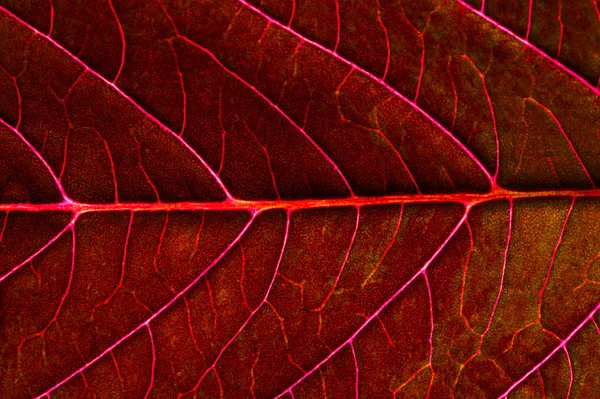 Uma bela planta com folhas vermelhas. De cima contra a luz — Fotografia de Stock