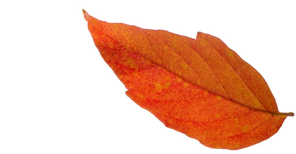 Feuilles d'érable rouges et jaunes sur fond blanc. Quand le leav — Photo